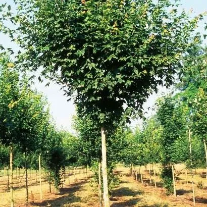 thumbnail for publication: Acer leucoderme: Chalk Maple
